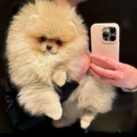 سگ پامر78روزه بسیار خاص وبی نظیر بمب مو تیکاپ|سگ|مشهد, وکیل‌آباد|دیوار