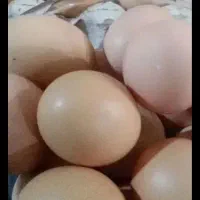 تخم مرغ محلی 17