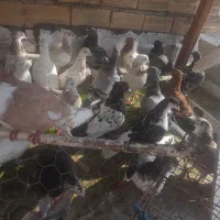 کبوتر رنگی همه مدل تکپر المانی|پرنده|دلند, |دیوار