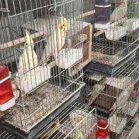 عروس هلندی لوتینو مولد