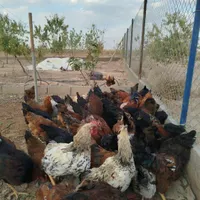 مرغ تخمگزار .بلک استار .وگلپایگانی|حیوانات مزرعه|شاهین‌شهر, فرودگاه هسا|دیوار