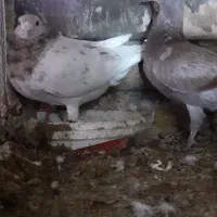 کفتر فروشی|پرنده|تربت جام, میان جام|دیوار