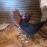 دو عدد  جوج مرغ خونگی