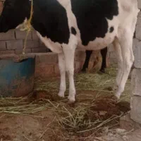 گوساله هلشتاین