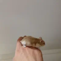 همستر|موش و خرگوش|ری, هاشم‌آباد|دیوار