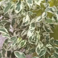 گل درختی آپارتمانی