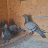 کبوتر سبز خطی کاکل طوقی پرستویی پرشی شازده