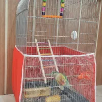 طوطی گرینچیک ۶ ماهه|پرنده|مشهد, ایثار|دیوار