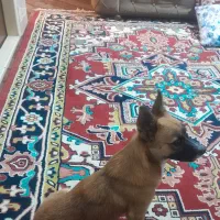 واگذاری سگ نژاد دار ۲ساله
