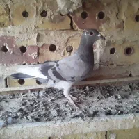 کبوتر صید قره سبز به شرط پرش