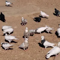 کبوتر طوقی|پرنده|دشت ذهاب, |دیوار