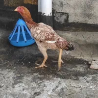 مرغ خروس افغان