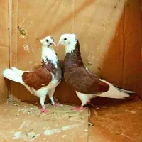 ۶۰جفت کفتر گنجه بری همه بدظهری همه ساعت سنگین|پرنده|نورآباد, |دیوار