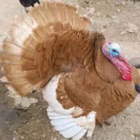 بوقلمون ارگانیک