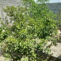 باغ و باغچه قدیمی تکبرگ آب برق گاز داخل(انجم آباد)|فروش زمین و ملک کلنگی|شهریار, اصیل آباد|دیوار