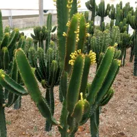 گل طبیعی کاکتوس
