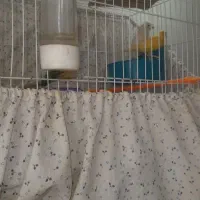 قناری آماده و جفت