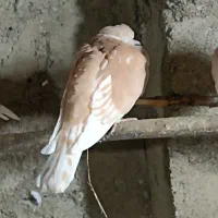 کبوتر|پرنده|تولم شهر, |دیوار