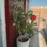 درخت بنجامین|گل و گیاه طبیعی|شیراز, بعثت|دیوار