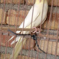 عروس هلندی