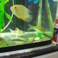 ماهی تزئینی