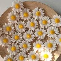شمع بابونه فقط ۱۰ تومان
