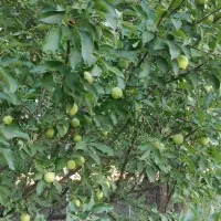 ۴۰۰۰ مترمربع گلخانه و باغ-ویلا جنب اتوبان خرم‌آباد|فروش دفتر صنعتی، کشاورزی، تجاری|الشتر, |دیوار