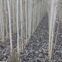 ـنـهـال صنوبر نیگرا|خدمات باغبانی و درختکاری|خرمآباد, |دیوار