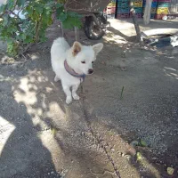 سگ.|سگ|بلوک, |دیوار