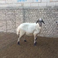 گوسفند جوان ،جنس دار ،آبستن