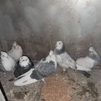 کفتر ۴عدد جوجه