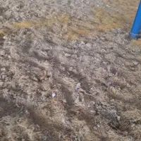 ماکارانی دامی خوراک دام