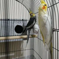 عروس هلندی جفت|پرنده|زنجان, |دیوار