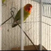 طوطی برزیلی سالم سلامت 1 عدد