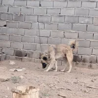 سگ  نر قدرجونی