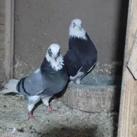 کبوتر دهن افتاده