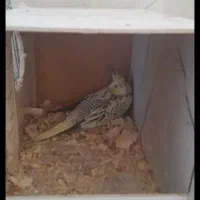 پرنده
