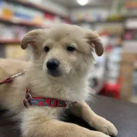 سگ پامر اشپیتز|سگ|اهواز, کوی فرهنگیان ۱|دیوار