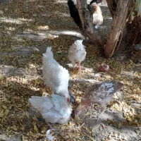 مرغ و خروس و مرغ کرچ آماده جوجه کشی|حیوانات مزرعه|یزد, |دیوار