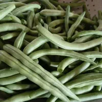 لوبیا