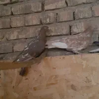 مفلق کبوتر|پرنده|اصفهان, قهجاورستان|دیوار
