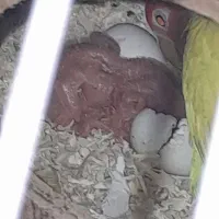 جوجه طوطی برزیلی صورت هلویی|پرنده|کهریزک, |دیوار