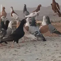 کفتر پلاکی و پرشی
