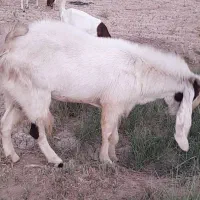 بز نر مشترک نیدی به افقانی|حیوانات مزرعه|شادگان, |دیوار