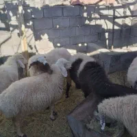 میش کاور|حیوانات مزرعه|گلزار, |دیوار