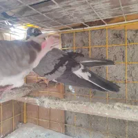 کبوتر|پرنده|سیرجان, |دیوار