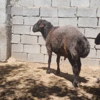 بره نر