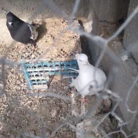 طوقی‌سینه‌سیاه‌سفید