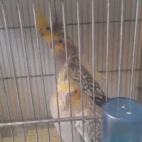 پرندگان زینتی و ملزومات جانبی