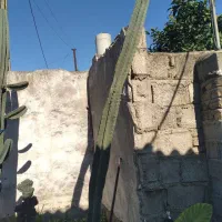 گل کاکتوس پریانوس قیمت مناسب|گل و گیاه طبیعی|کوهیخیل, |دیوار